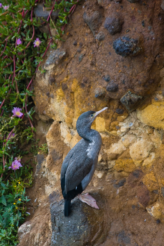 Spotted Shag